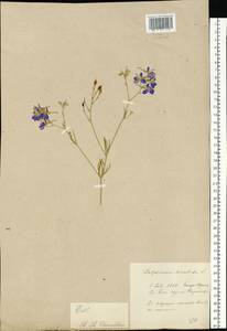 Delphinium consolida subsp. consolida, Восточная Европа, Центральный лесостепной район (E6) (Россия)