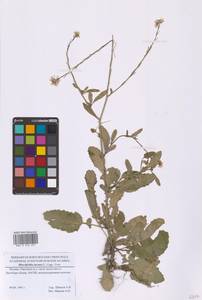 Гиршфельдия серая (L.) Lagr.-Foss., Восточная Европа, Московская область и Москва (E4a) (Россия)