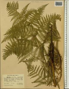 Орляк обыкновенный (L.) Kuhn, Африка (AFR) (Эфиопия)