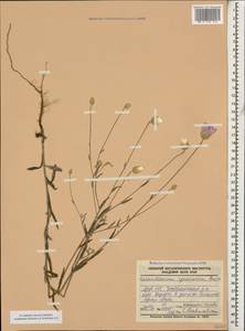 Сухоцвет растопыренный Boiss., Кавказ, Азербайджан (K6) (Азербайджан)