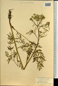 Cnidium dauricum (Jacq.) Turcz. ex Fisch. & C. A. Mey., Монголия (MONG) (Монголия)