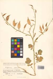 Редька посевная L., Восточная Европа, Нижневолжский район (E9) (Россия)