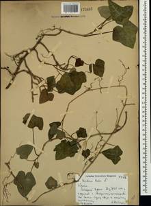 Плющ обыкновенный L., Крым (KRYM) (Россия)