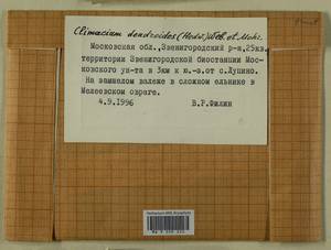 Climacium dendroides (Hedw.) F. Weber & D. Mohr, Гербарий мохообразных, Мхи - Москва и Московская область (B6a) (Россия)