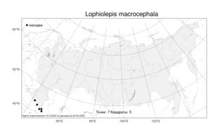 Lophiolepis macrocephala (C. A. Mey.) Bures, Del Guacchio, Iamonico & P. Caputo, Атлас флоры России (FLORUS) (Россия)