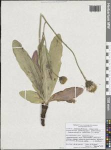 Trommsdorffia maculata (L.) Bernh., Восточная Европа, Центральный лесостепной район (E6) (Россия)