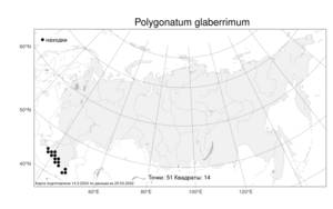 Polygonatum glaberrimum, Купена гладкая K.Koch, Атлас флоры России (FLORUS) (Россия)