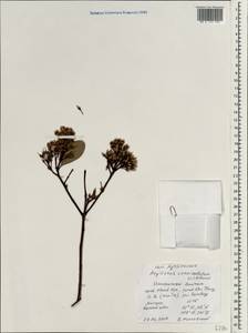 Эгицерас рожковидный (L.) Blanco, Зарубежная Азия (ASIA) (Вьетнам)