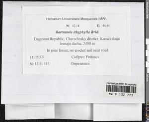 Bartramia ithyphylla Brid., Гербарий мохообразных, Мхи - Северный Кавказ и Предкавказье (B12) (Россия)