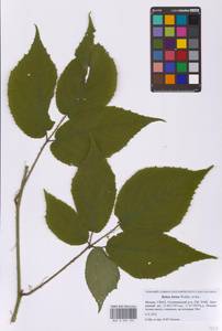 Ежевика щетинистая Waldst. & Kit., Восточная Европа, Московская область и Москва (E4a) (Россия)