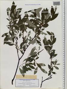 Ива лопарская L., Сибирь, Западная Сибирь (S1) (Россия)