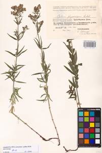 Подмаренник мареновидный L., Восточная Европа, Нижневолжский район (E9) (Россия)