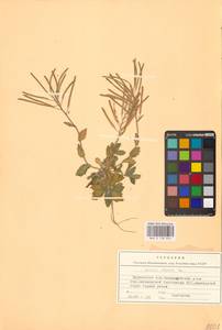 Резуха альпийская L., Восточная Европа, Северный район (E1) (Россия)