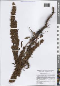 Щавель узколистный Ledeb., Восточная Европа, Средневолжский район (E8) (Россия)