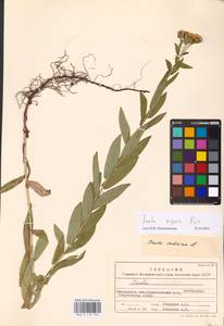 Pentanema asperum (Poir.) G.V.Boiko & Korniy., Восточная Европа, Южно-Украинский район (E12) (Украина)