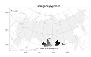Caragana pygmaea, Карагана карликовая (L.) DC., Атлас флоры России (FLORUS) (Россия)