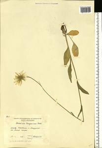 Дороникум венгерский Rchb. fil., Восточная Европа, Молдавия (E13a) (Молдавия)