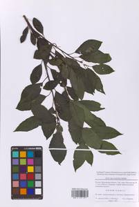 Ива мирзинолистная, Ива чернеющая Salisb., Восточная Европа, Московская область и Москва (E4a) (Россия)