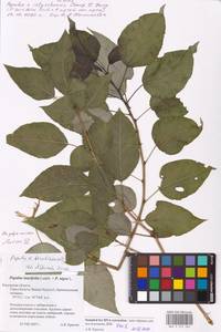 Populus ×berolinensis var. jrtyschensis (Chang Y. Yang) C. Shang, Восточная Европа, Центральный район (E4) (Россия)