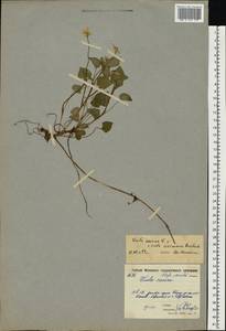 Viola ×kiliensis E. H. L. Krause, Восточная Европа, Московская область и Москва (E4a) (Россия)