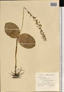 Гнездовка яйцевидная (L.) Bluff & Fingerh., Восточная Европа, Западно-Украинский район (E13) (Украина)