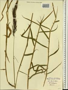 Melinis minutiflora P.Beauv., Африка (AFR) (Мали)
