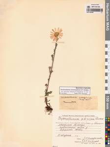 Chrysanthemum zawadzkii subsp. peleiolepis (Trautv.) Zuev, Сибирь, Чукотка и Камчатка (S7) (Россия)