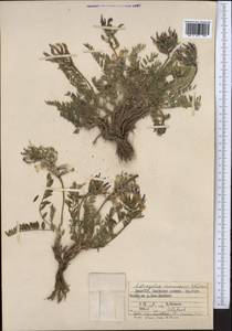 Astragalus masanderanus Bunge, Средняя Азия и Казахстан, Памир и Памиро-Алай (M2) (Киргизия)