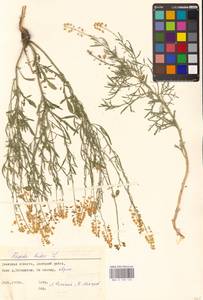 Резеда желтая L., Восточная Европа, Южно-Украинский район (E12) (Украина)