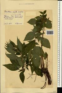 Постенница лекарственная L., Крым (KRYM) (Россия)