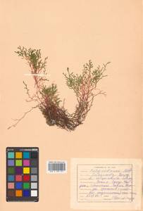 Boreoselaginella sanguinolenta (L.) Li Bing Zhang & X. M. Zhou, Сибирь, Дальний Восток (S6) (Россия)