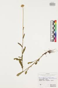 Нивяник обыкновенный, Поповник Lam., Восточная Европа, Центральный район (E4) (Россия)