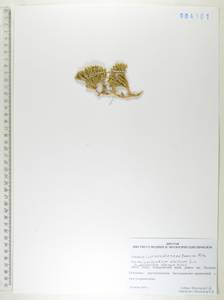 Дифазиаструм альпийский (L.) Holub, Сибирь, Дальний Восток (S6) (Россия)