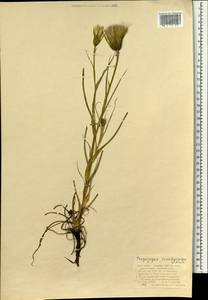 Козлобородник шероховатоплодный Nikitin, Монголия (MONG) (Монголия)