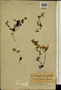 Переромия четырехлистная (G. Forst.) Hook. & Arn., Африка (AFR) (ЮАР)