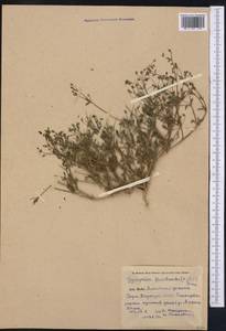 Saponaria floribunda (Kar. Kir.) Boiss., Средняя Азия и Казахстан, Памир и Памиро-Алай (M2) (Киргизия)