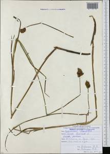 Осока заячья L., Кавказ, Южная Осетия (K4b) (Южная Осетия)