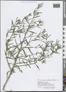 Верблюдка иссополистная L., Восточная Европа, Центральный район (E4) (Россия)