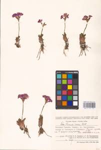 Primula rosea Royle, Зарубежная Азия (ASIA) (Индия)