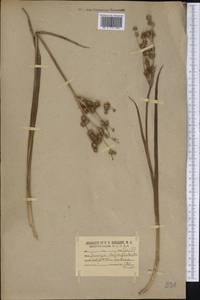 Juncus polycephalus Michx., Америка (AMER) (США)