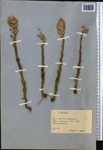 Заразиха, Средняя Азия и Казахстан, Каракумы (M6) (Туркмения)