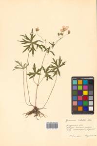 Герань Зибольда Franch. & Sav., Сибирь, Дальний Восток (S6) (Россия)