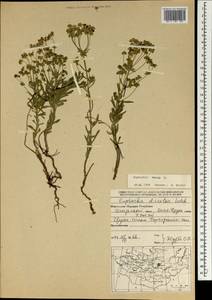 Молочай острый L., Монголия (MONG) (Монголия)