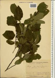 Граб обыкновенный, Граб кавказский L., Крым (KRYM) (Россия)