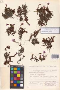 Камнеломка аянская (Sipliv.) Vorosch., Сибирь, Чукотка и Камчатка (S7) (Россия)