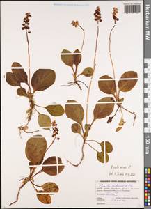 Грушанка малая L., Восточная Европа, Белоруссия (E3a) (Белоруссия)