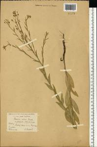 Рыжик посевной (L.) Crantz, Восточная Европа, Центральный лесостепной район (E6) (Россия)