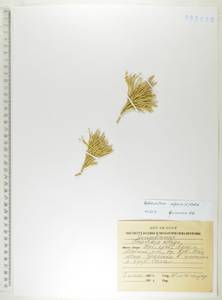 Дифазиаструм альпийский (L.) Holub, Сибирь, Дальний Восток (S6) (Россия)