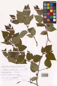 Береза ребристая Trautv., Сибирь, Дальний Восток (S6) (Россия)