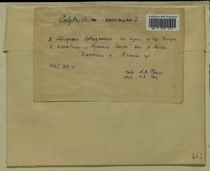 Polytrichum commune Hedw., Гербарий мохообразных, Мхи - Пермский край, Удмуртия, Свердловская и Кировская области (B8) (Россия)